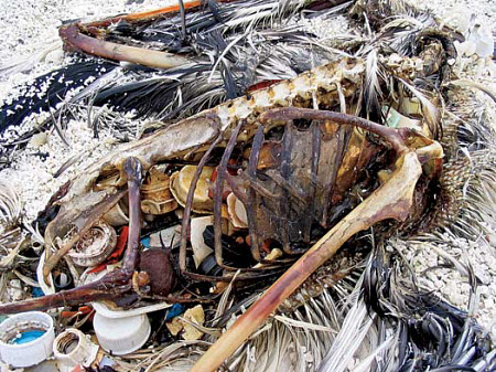 Dead bird killed by eating plastics